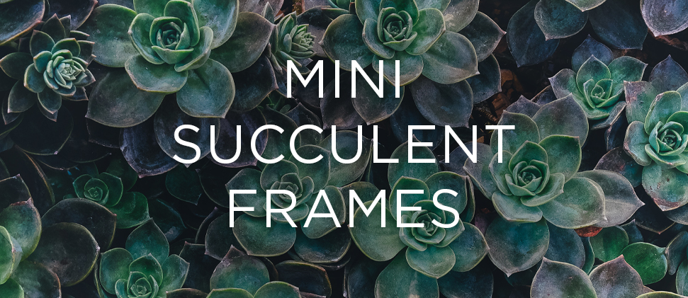 Mini Succulent Frames workshop banner image