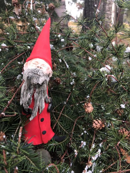 Christmas Gnome among some pine branches